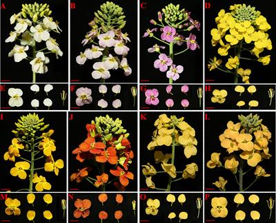 Unraveling the mechanism of flower color variation in Brassica napus by integrated metabolome and transcriptome analyses